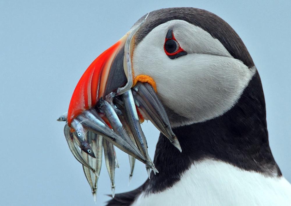 Puffin with multiple fish in beak
